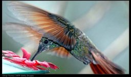 hummingbird.JPG