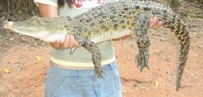manda-and-croc.jpg