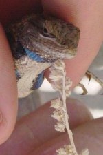 010414_lizard03.jpg