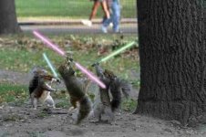 duel of the squirrels.jpg