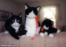 Cat Doll.jpg