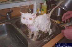 CatBath.jpg