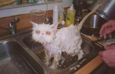 13Clean_Cat.JPG