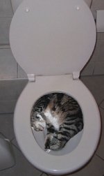 kitty toilet.jpg