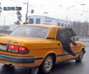 unBEARable rider.jpg