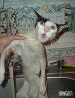 wet kitty.jpg