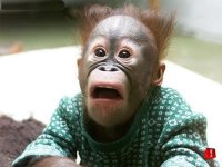 surprised_monkey.jpg surprised_monkey.jpg