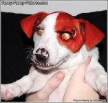 maniacdog.jpg