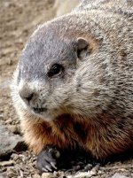 Woodchuck.jpg