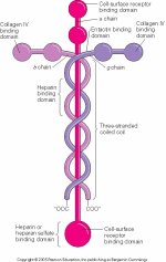 laminin.jpg