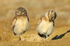 owls.jpg