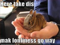 funny-pictures-bunny-takes-loneliness.jpg