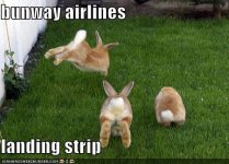 funny-pictures-bunway-airlines-landing-strip.jpg