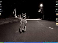 Ra-coon-ey.jpg