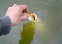 fish_feed.jpg