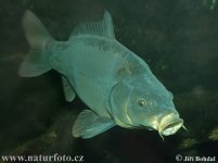 carp-20524.jpg