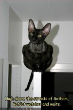bat cat.JPG