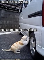 cat-pops-car-tire-before-vet.jpg