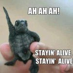 disco turtle.jpg