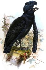 220px-Cephalopterus_penduligerIbisV1-1859-p003AA.jpg