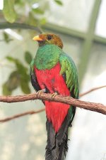 quetzal.jpg
