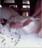 IMB_HZUFN6.gif