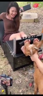 asian girl goat tickle.jpg