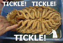 tickle.jpg