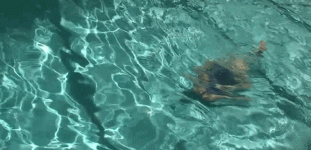 a6vqtg.gif