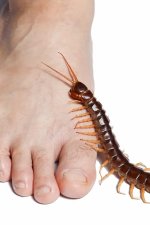 centipede-legs-climb-closeup-isolated-74955714.jpg