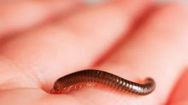 millipede-walks-human-hand-scary-footage-280771733_iconl.jpg