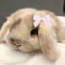 Babybunny