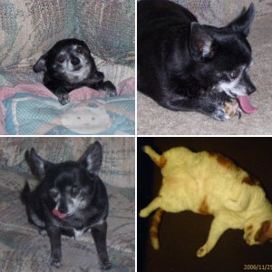 My Critter Pics