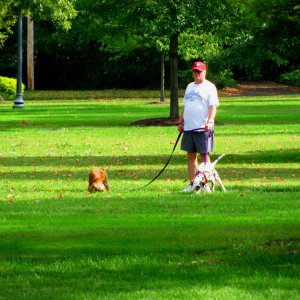 Man walking dogs