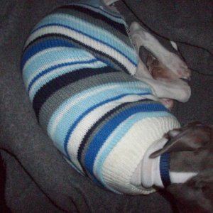 Harley in his ugly freakin sweater.....and YES I picked it out!