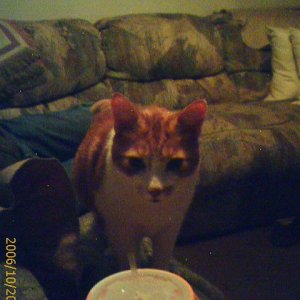 He stalks the fruit punch.....or maybe me.