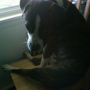 duh2..What dog sits like this??????