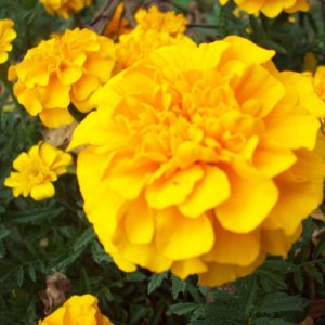 Pretty Marigold

Taken in Binghamton NY