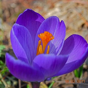 First Crocus of spring

Taken in Binghamton NY