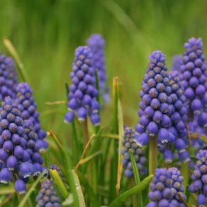 Grape Hyacinth 

Taken in Binghamton NY