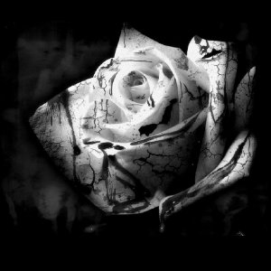 black rose