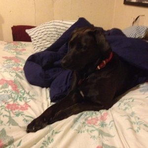 My doggy, Molly, on my bed