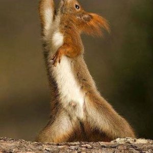 survivor squirrel