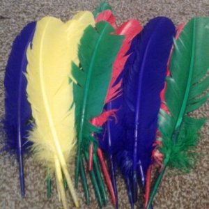longer, bigger stiff quill feathers