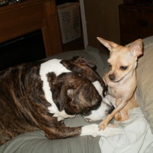 Hmmmm, you taste like chicken