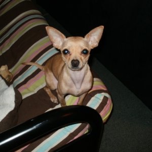 This is Nala (aka Little Dog, yes she answers to that)