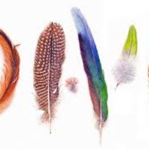 fhttp://www.ticklingforum.com/album.php?albumid=4682&attachmentid=427135