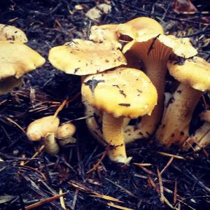 10646654 114799932230223 5039584238160310218 n