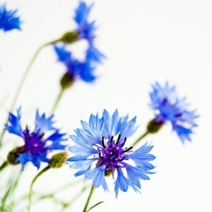 Cornflower - one of my favorite flowers