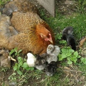 DSCF0303 - Some of my chicks, a little scared of the new wide world.